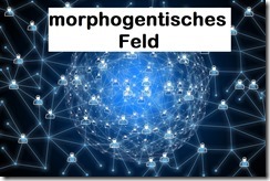 morphogentisches Feld
